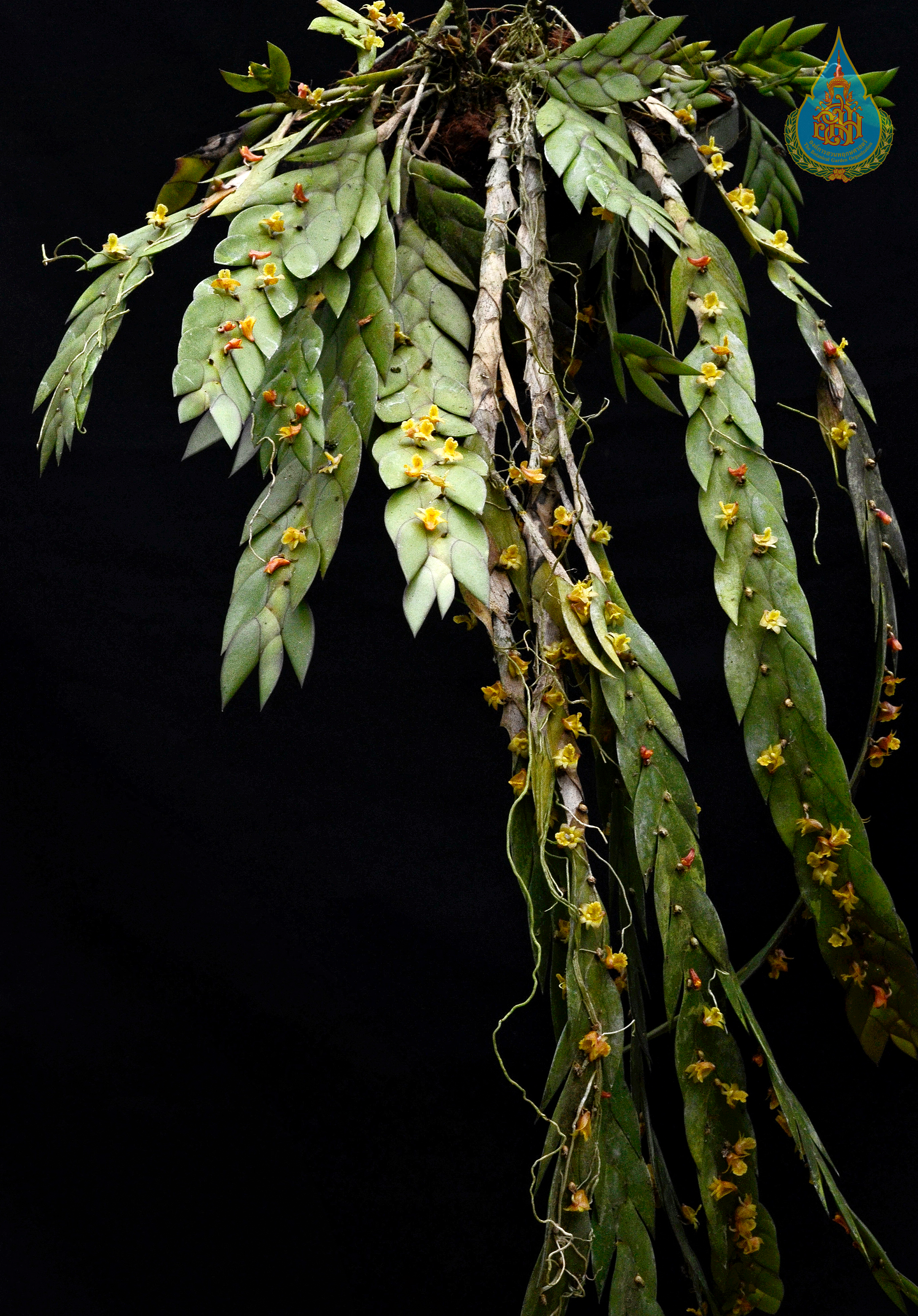 หางเปีย Dendrobium keithii Ridl.<br/>ORCHIDACEAE